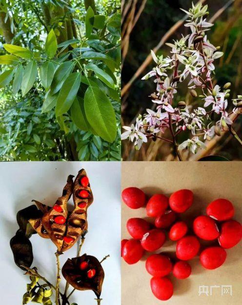 贵州发现近万株野生红豆树,究竟是怎么一回事?_在线下载网资讯