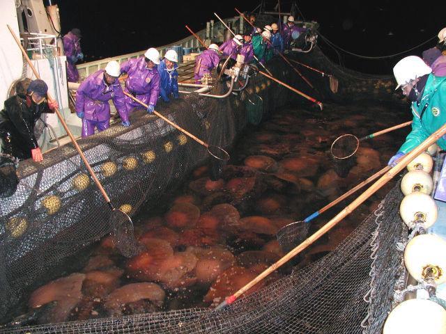 日本海岸现大量有毒水母,究竟是怎么一回事?