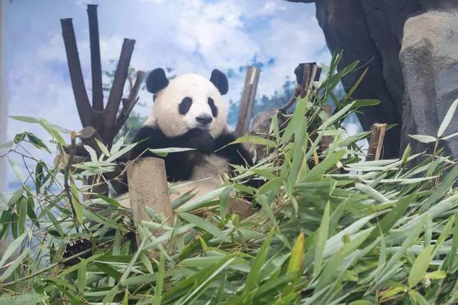 丫丫正进行运输笼适应训练,究竟是怎么一回事?