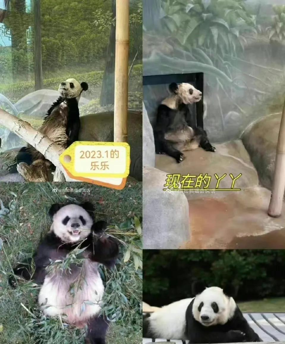 众多市民夜色中守候丫丫乐乐回家,究竟是怎么一回事?