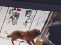 养了2年的金毛突然攻击主人,究竟是怎么一回事?_在线下载网资讯