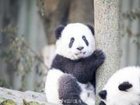 成都大熊猫基地首例禁止入园通报,究竟是怎么一回事?_在线下载网资讯