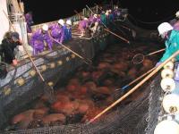 日本海岸现大量有毒水母,究竟是怎么一回事?