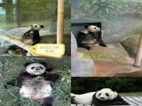 众多市民夜色中守候丫丫乐乐回家,究竟是怎么一回事?