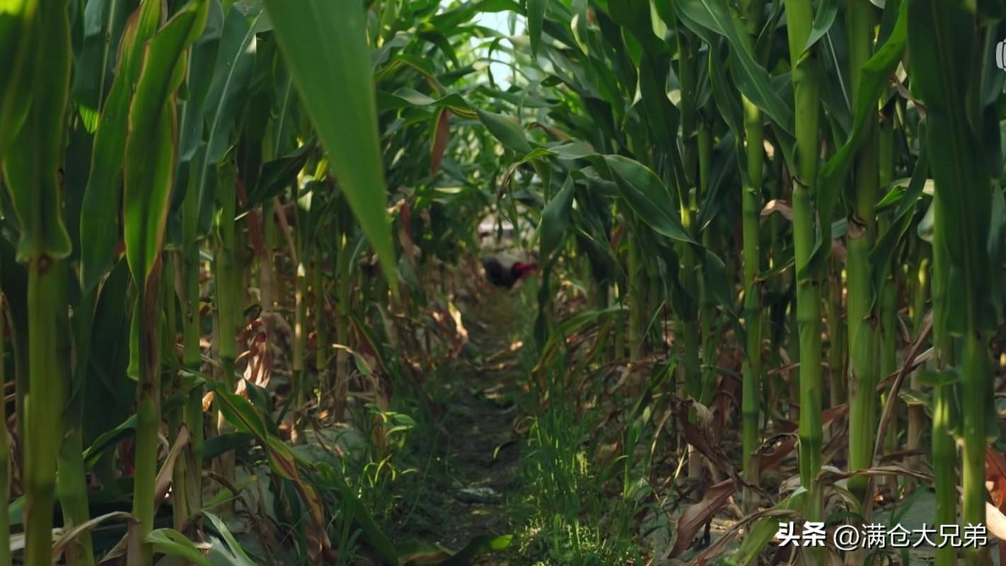 漫长的季节王响丧妻又丧子,究竟是怎么一回事?