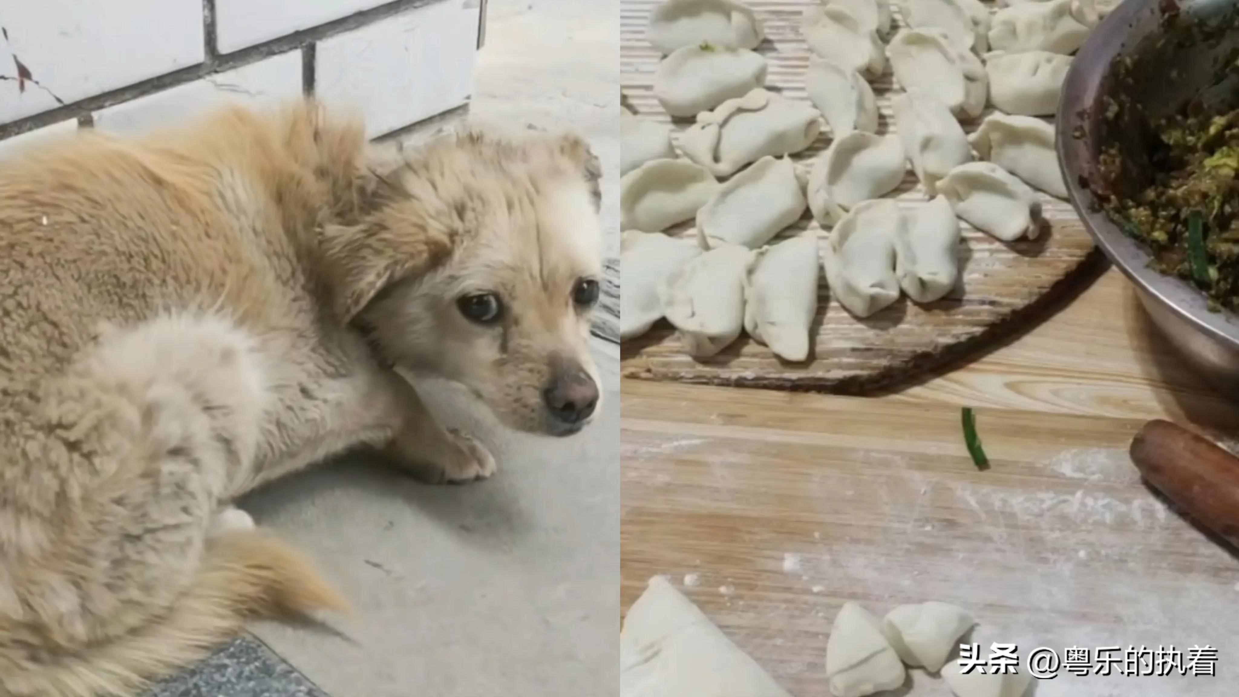 狗狗失踪7年后回家主人煮饺子庆团圆,究竟是怎么一回事?