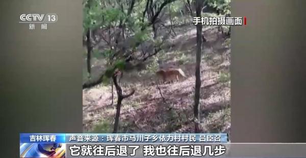 村民上山遇猛虎 爬树躲避逃过一劫,究竟是怎么一回事?