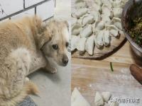 狗狗失踪7年后回家主人煮饺子庆团圆,究竟是怎么一回事?