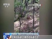村民上山遇猛虎 爬树躲避逃过一劫,究竟是怎么一回事?