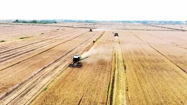 河南小麦遭“烂场雨”，2023年还只能看天吃饭？