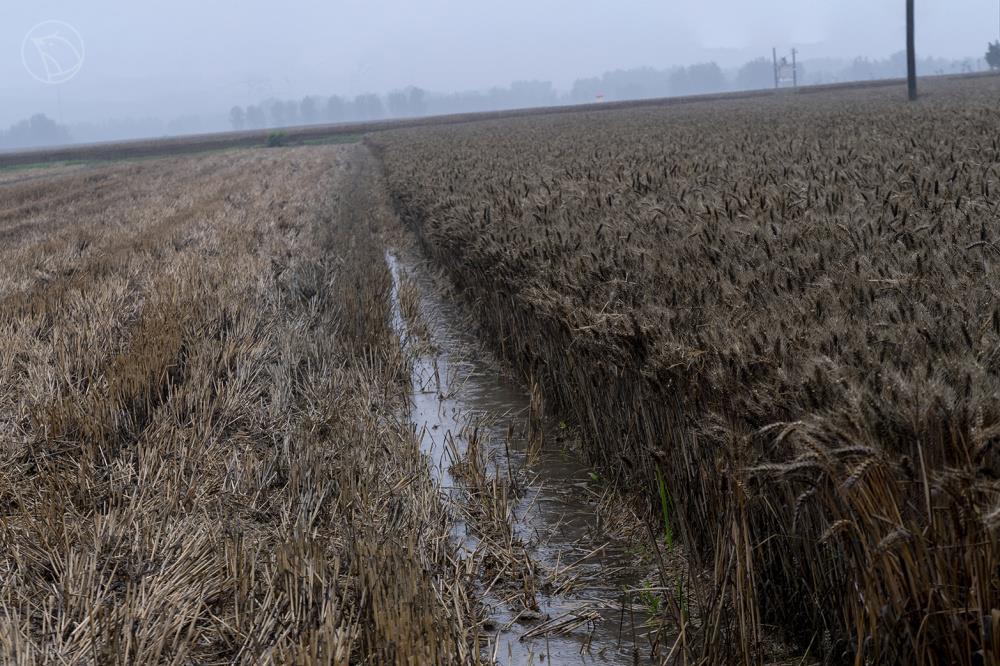 河南一个村庄的小麦抢收战：村民“雨口夺粮”，烘干机日夜不敢停