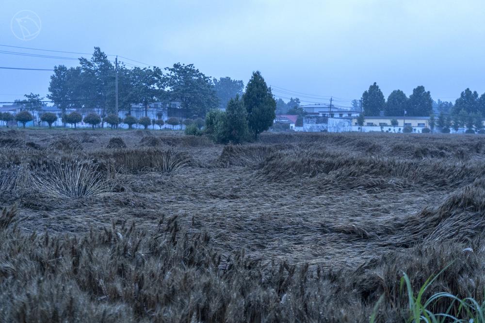 河南一个村庄的小麦抢收战：村民“雨口夺粮”，烘干机日夜不敢停