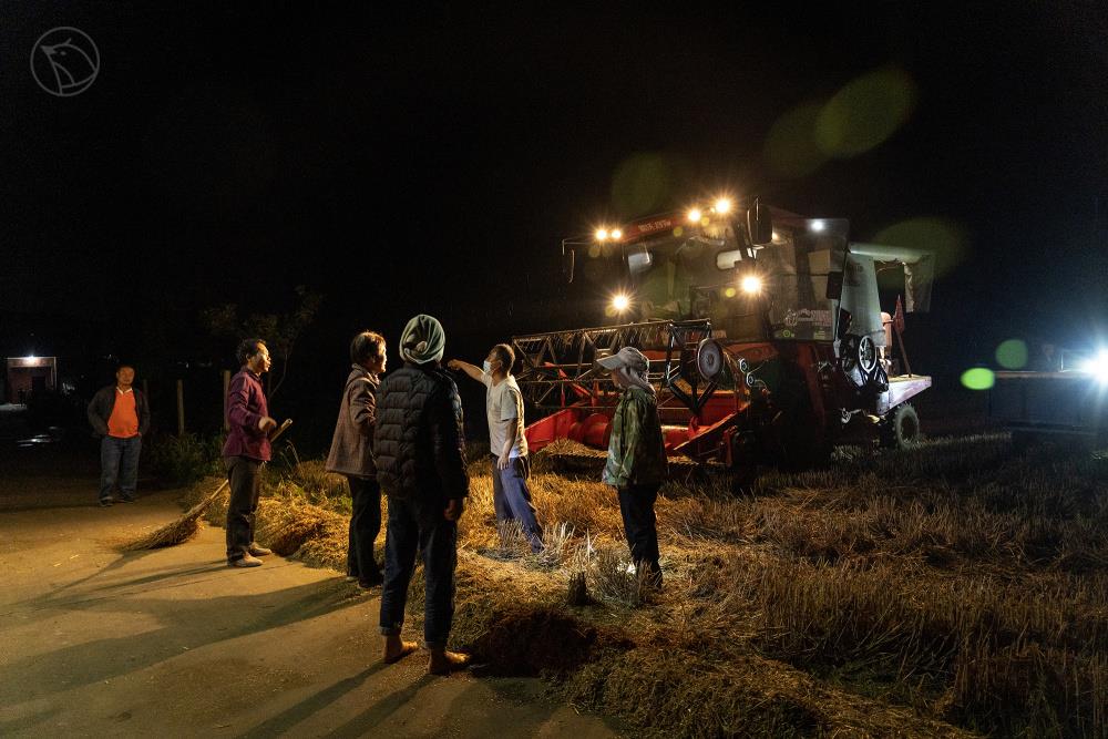 河南一个村庄的小麦抢收战：村民“雨口夺粮”，烘干机日夜不敢停