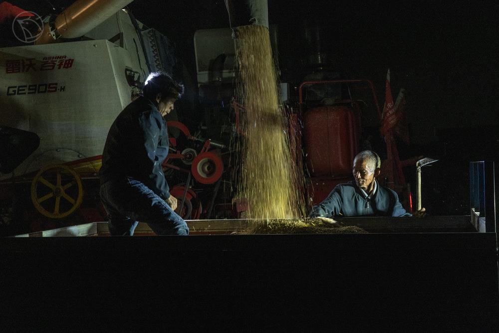 河南一个村庄的小麦抢收战：村民“雨口夺粮”，烘干机日夜不敢停