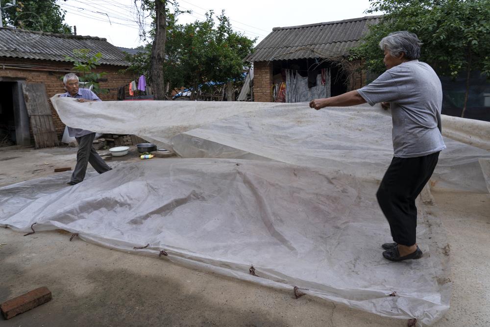 河南一个村庄的小麦抢收战：村民“雨口夺粮”，烘干机日夜不敢停