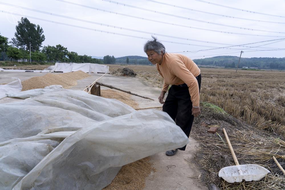 河南一个村庄的小麦抢收战：村民“雨口夺粮”，烘干机日夜不敢停