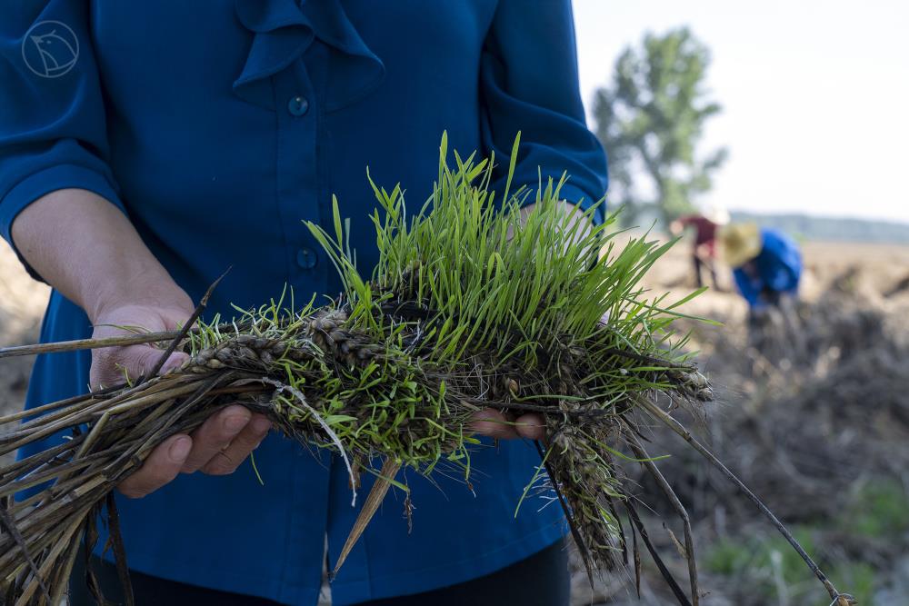 河南一个村庄的小麦抢收战：村民“雨口夺粮”，烘干机日夜不敢停