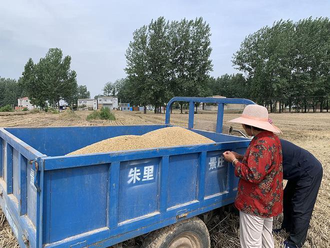 麦田过水后，种粮户们在抢救生计