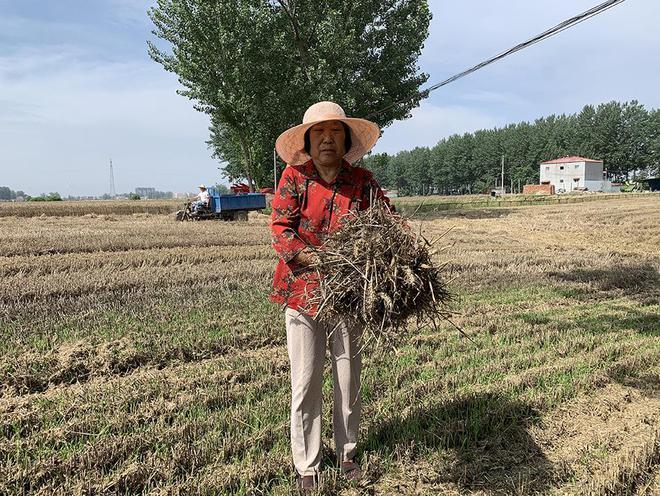 麦田过水后，种粮户们在抢救生计