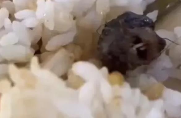 快评丨是鼠头不是鸭脖！唯有实事求是，才是守住公信力的根本