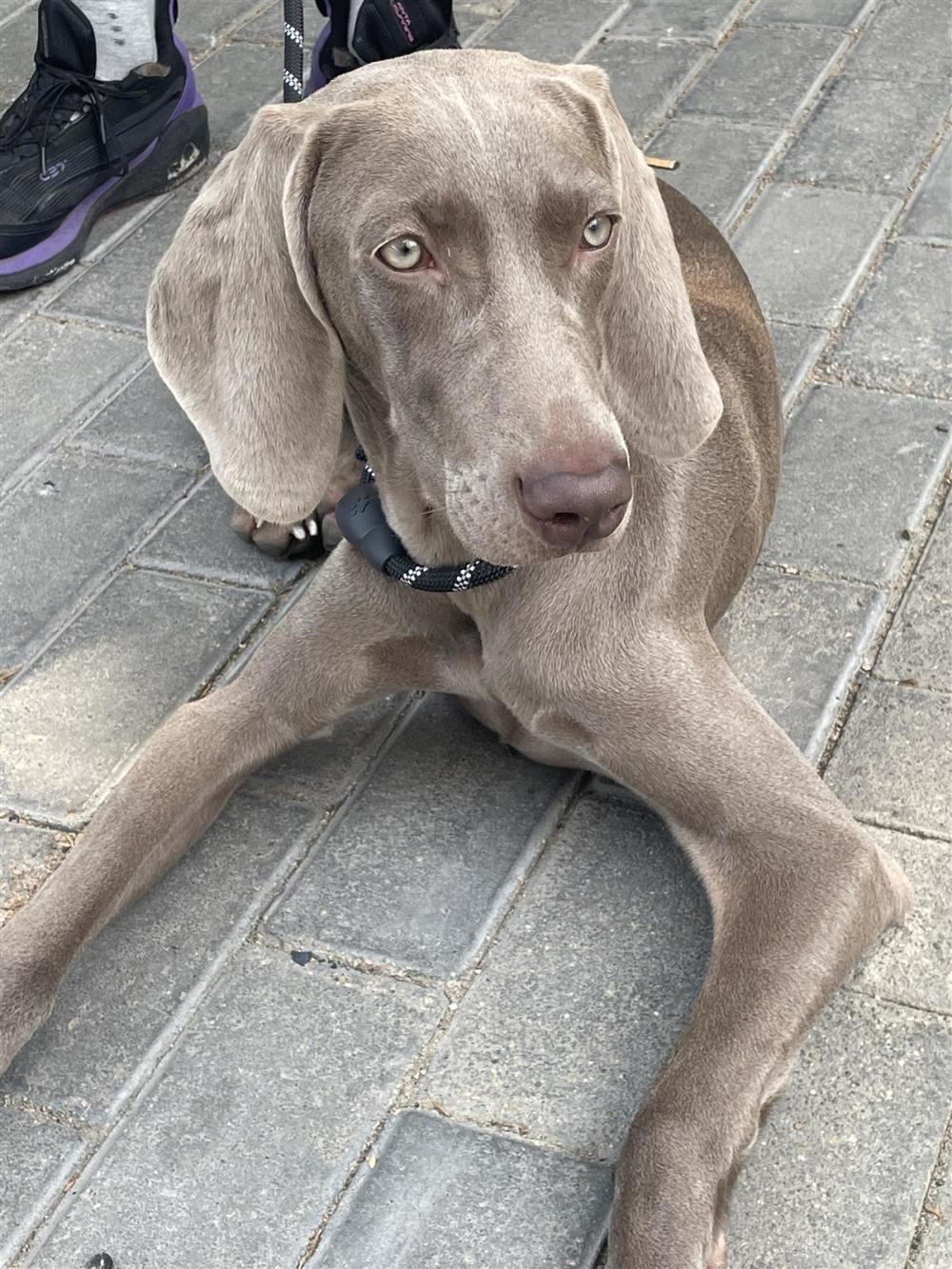 大学生“以证换狗”走红背后：有人收到上百名学生的遛狗请求，律师称帮忙遛狗需划分责任