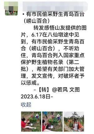 旅游博主手持崂山濒危保护植物拍照还讽刺专家，官方：将加强巡查和治理力度