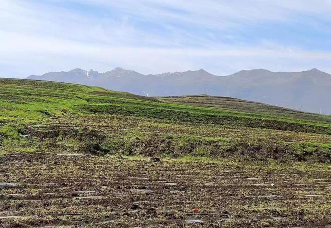 业内称中药材涨幅之大40年未遇，浙江金华一药农卖元胡10分钟赚52万元