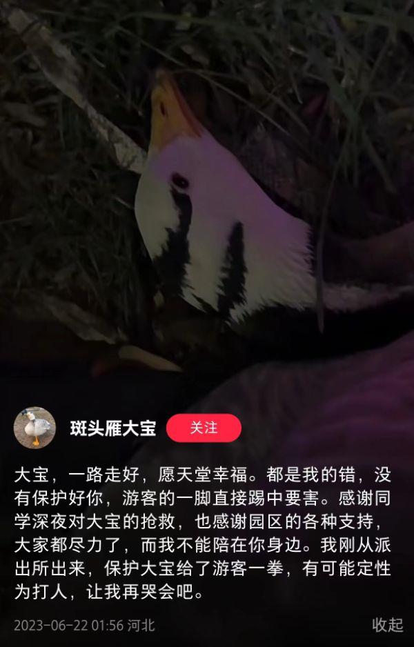 网红大雁被游客一脚踢死，错的是谁？