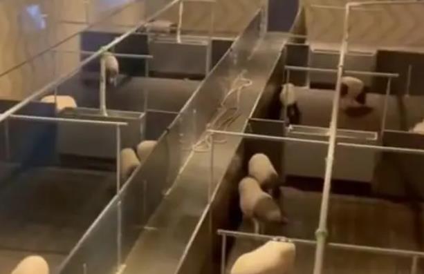 “猪景房”一晚8888元：房间紧挨猪圈，隔着玻璃就能看到猪吃喝拉撒睡