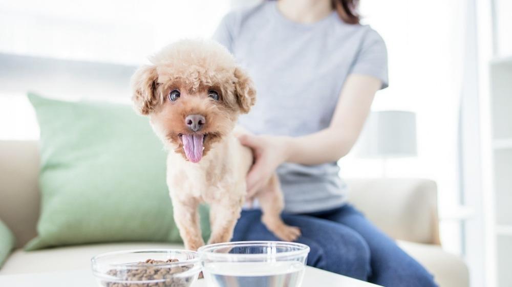 一年卖34亿，国内最大猫狗零食商要上市了