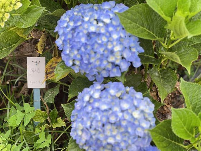 最畅销国产绣球花的官司打进最高院，侵权最终伤了谁