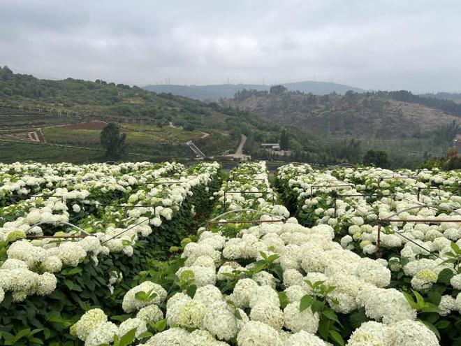 最畅销国产绣球花的官司打进最高院，侵权最终伤了谁