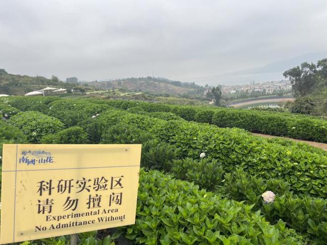 最畅销国产绣球花的官司打进最高院，侵权最终伤了谁