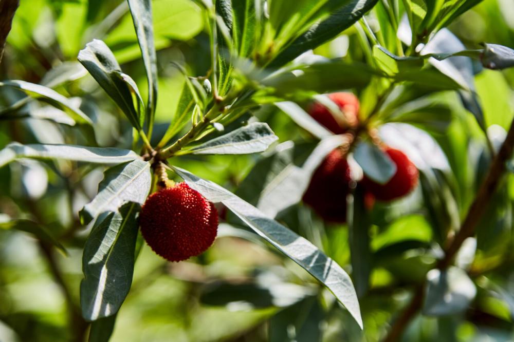 中国水果大省哪家强：浙江杨梅产值或超50亿，河南西瓜产量居首