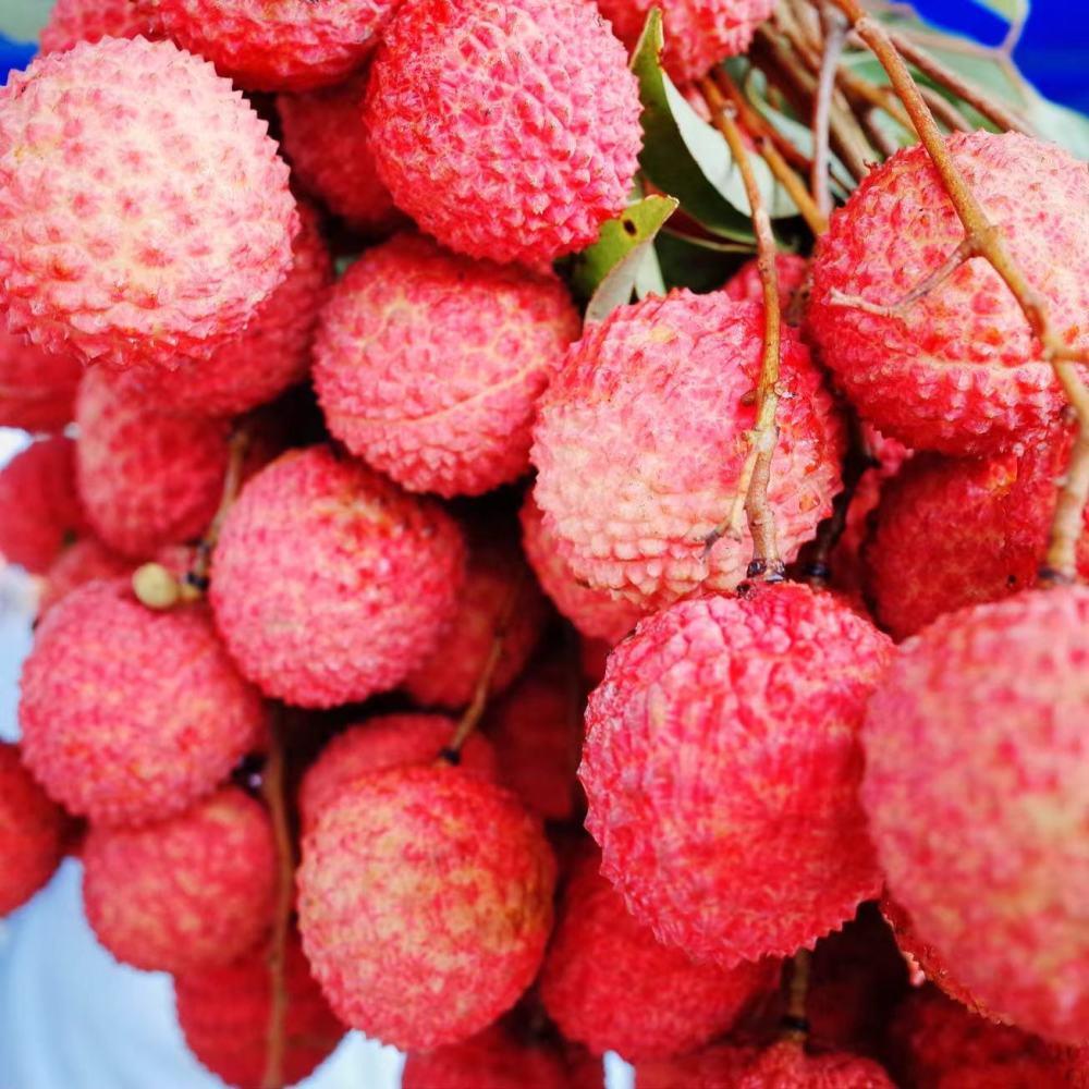 中国水果大省哪家强：浙江杨梅产值或超50亿，河南西瓜产量居首