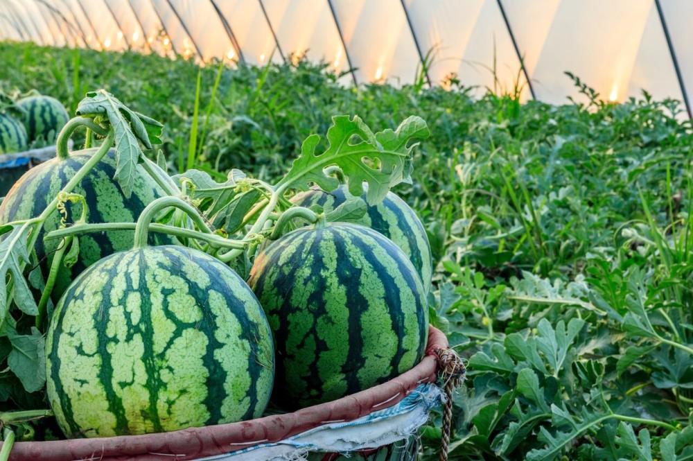 中国水果大省哪家强：浙江杨梅产值或超50亿，河南西瓜产量居首