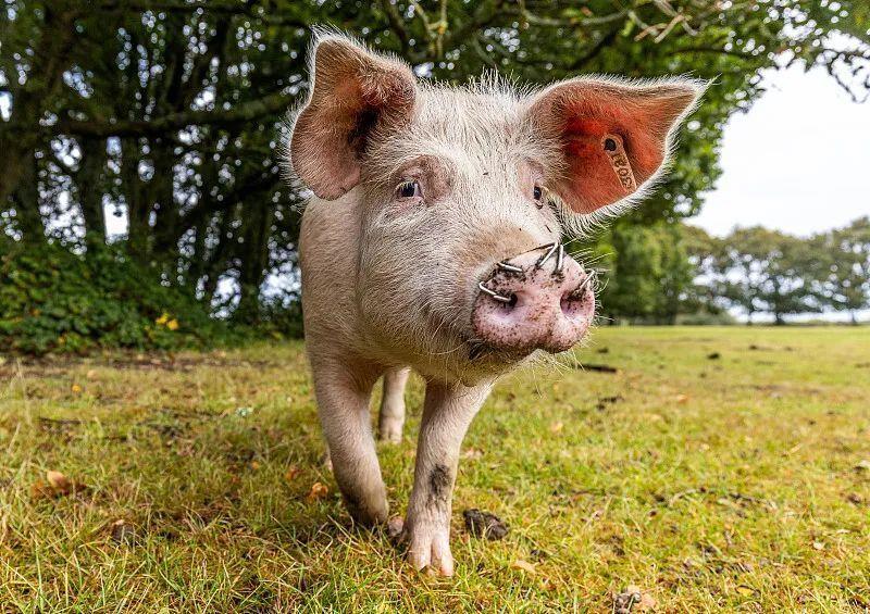 头部猪企签约“互不挖人”，最高月薪可达10万，有技术懂管理人才稀缺