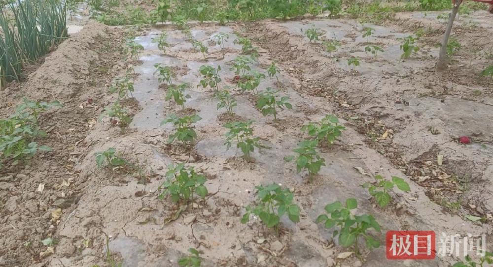 甘肃一村民家门口玉米因“影响视野”被拔，涉事干部上门道歉，农户婉拒赔偿