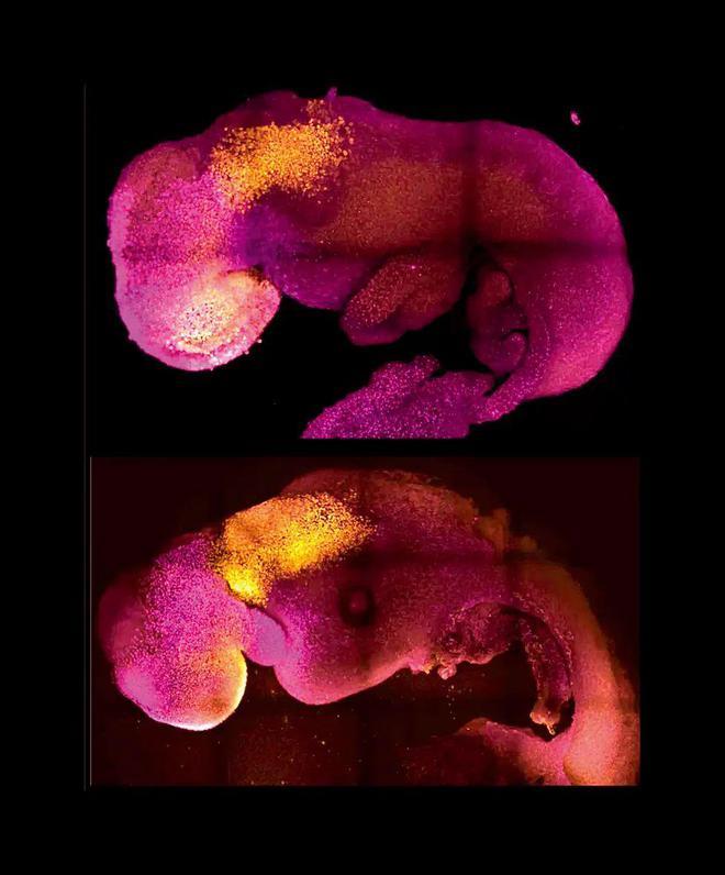 首个人类胚胎模型生成，流水线“造人”成真？