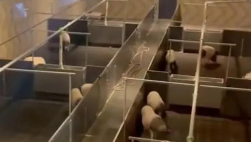 中国女篮官宣亚洲杯12人名单：李梦韩旭领衔 时隔12年再次冲冠