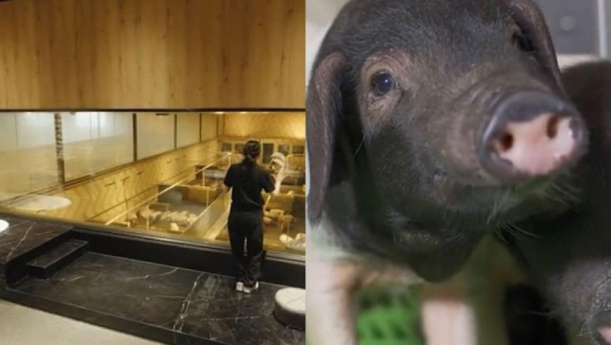 AI秒杀艺术生，几秒就做幅画，美图CEO：打不过就融入