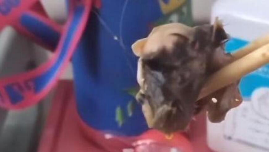 官宣！戴伟浚正式加盟上海申花，亮相上海体育场，接过9号球衣