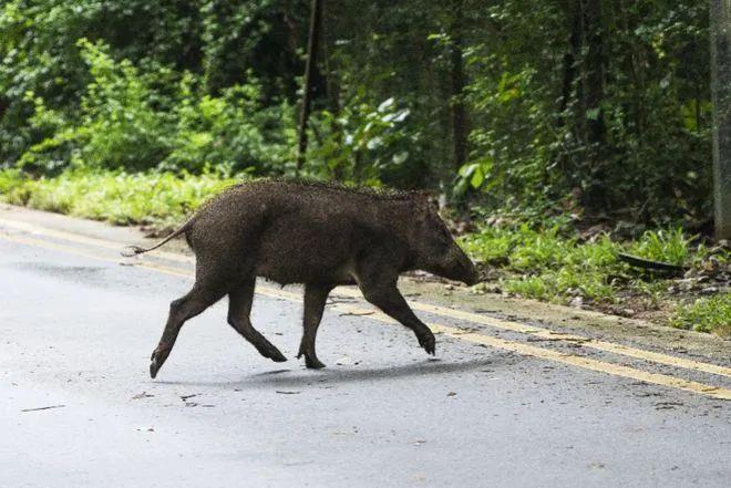 被调出“三有”名录，野猪不再受保护了吗？｜新京报快评