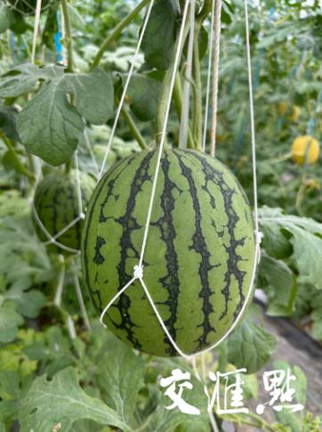 西瓜越来越甜是因为打针了？江苏农科专家这样说