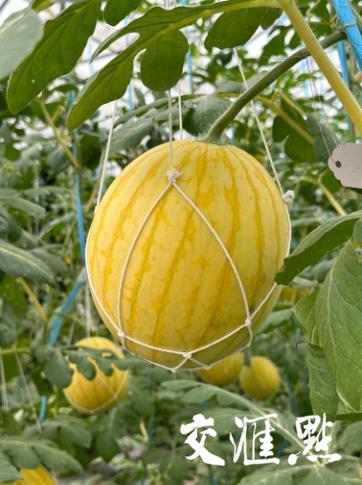 西瓜越来越甜是因为打针了？江苏农科专家这样说