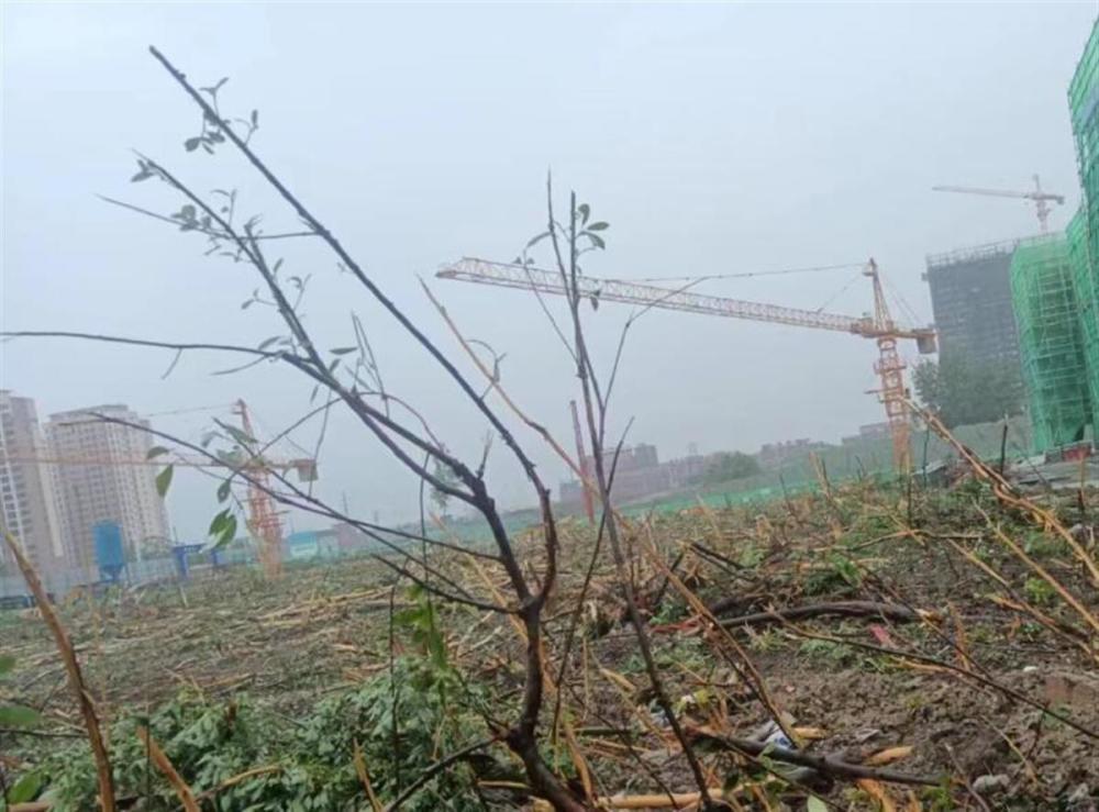 安徽一村民6亩树木一夜被铲平，社区书记：按征地批复执行，没有强铲