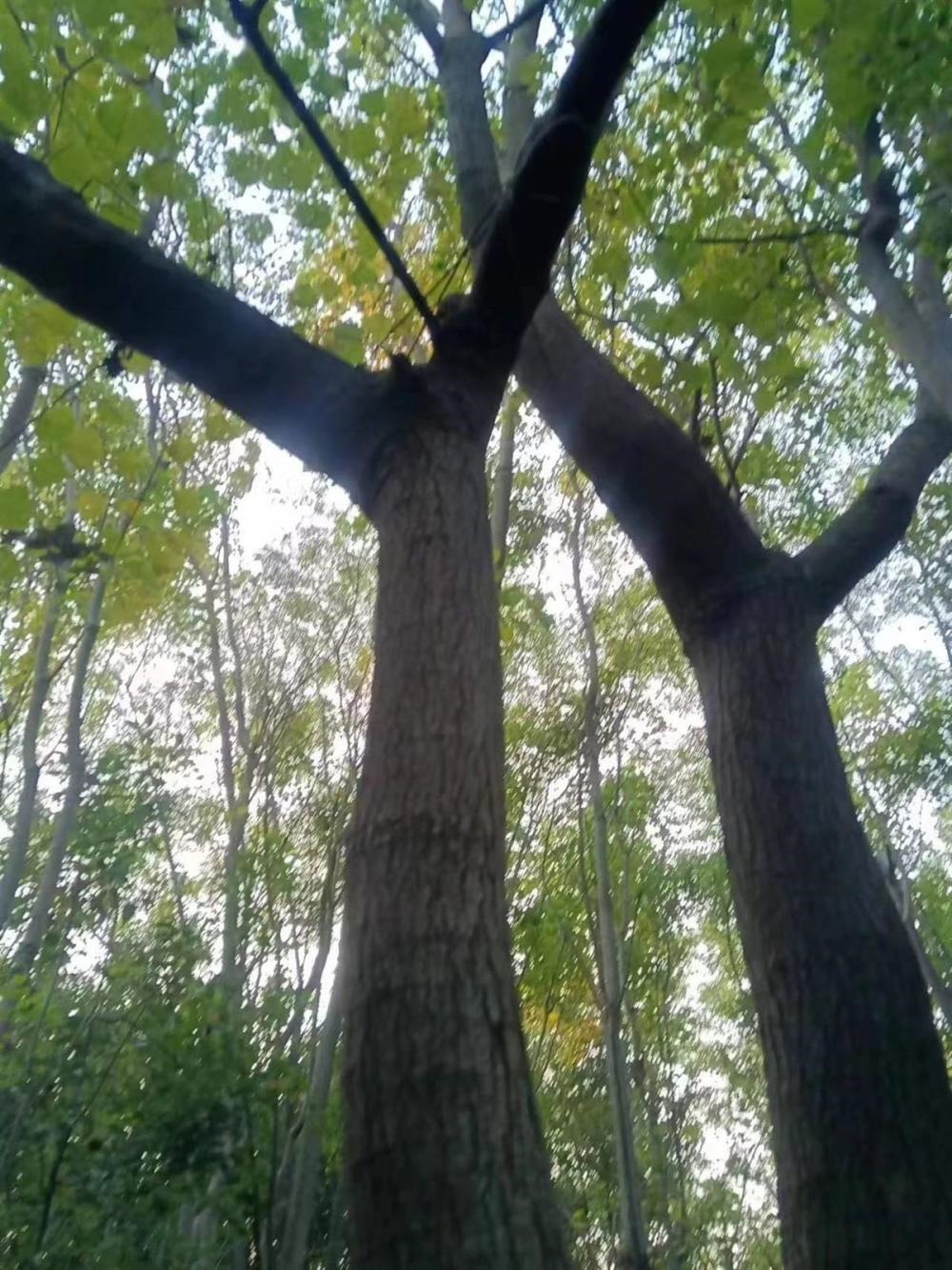 安徽一村民6亩树木一夜被铲平，社区书记：按征地批复执行，没有强铲