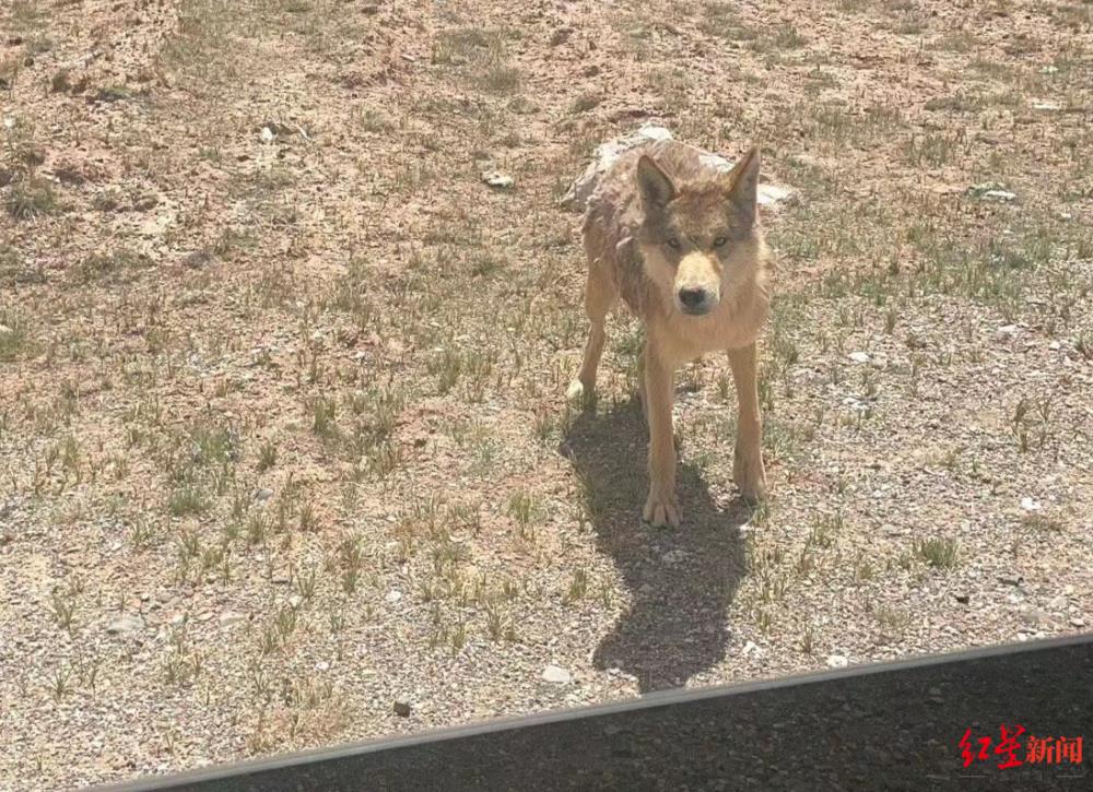 女子路遇幼狼乞食投喂食物引争议 专家：狼是猛兽有风险，动物生存自有法则不建议干预