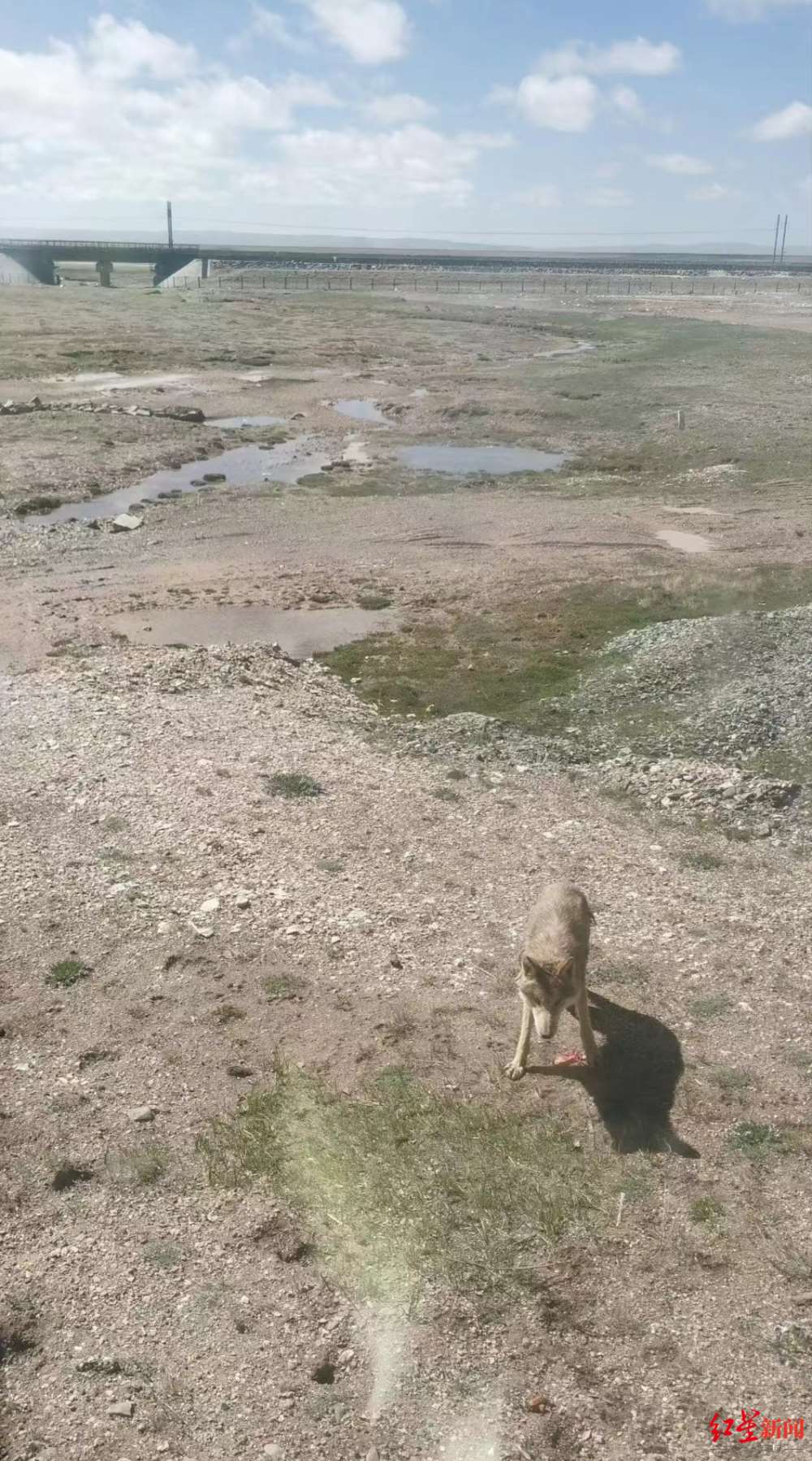 女子路遇幼狼乞食投喂食物引争议 专家：狼是猛兽有风险，动物生存自有法则不建议干预