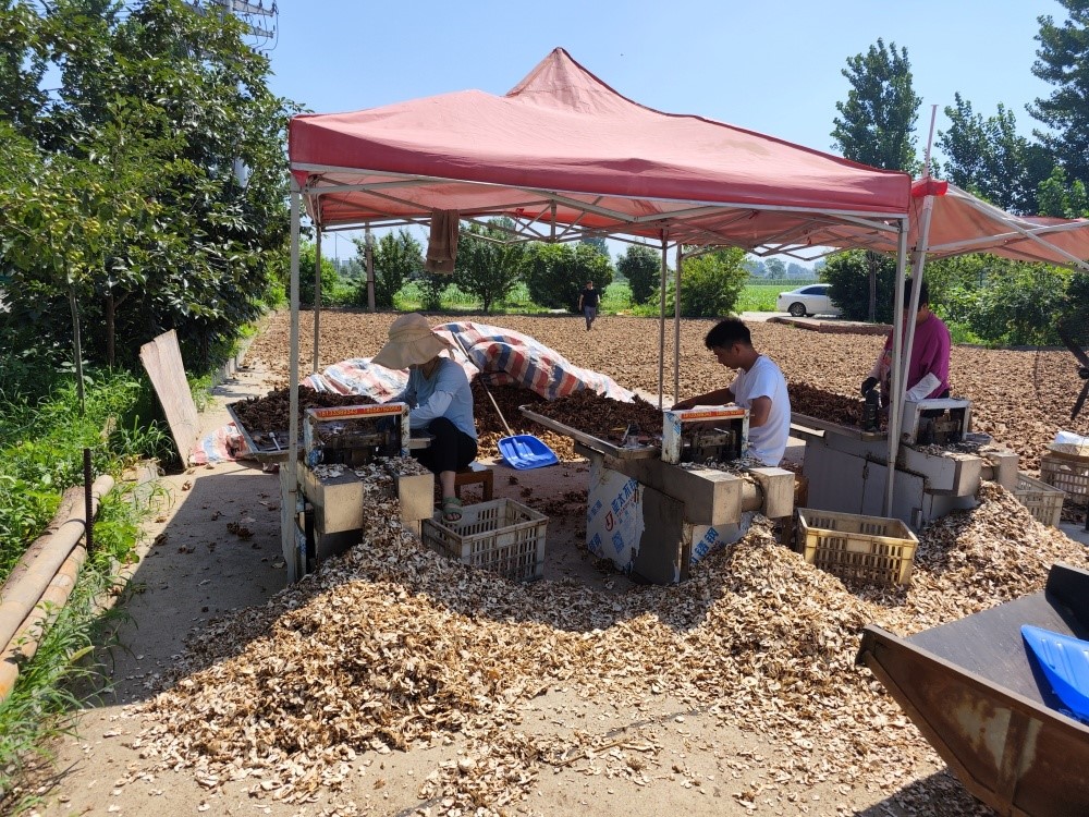 常见中药材价格“反季节暴涨”幕后：有人大肆囤货，多家冷库爆满